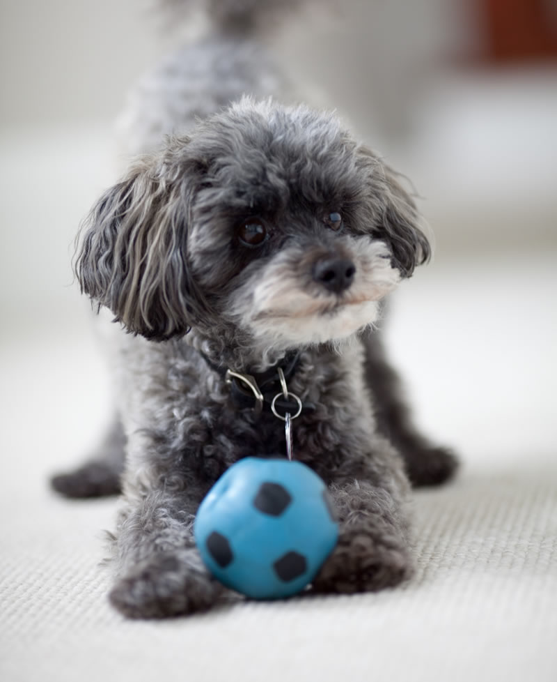 different types of dog toys