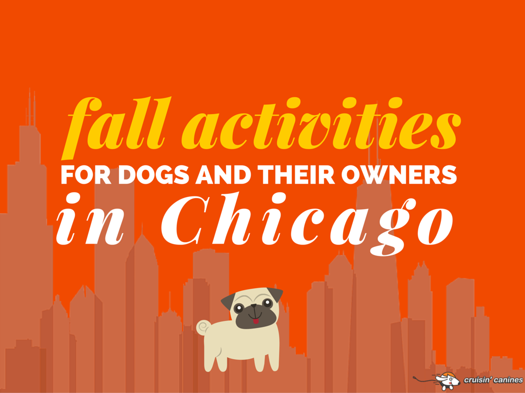 fall-activities-for-dogs-and-their-owners-in-chicago