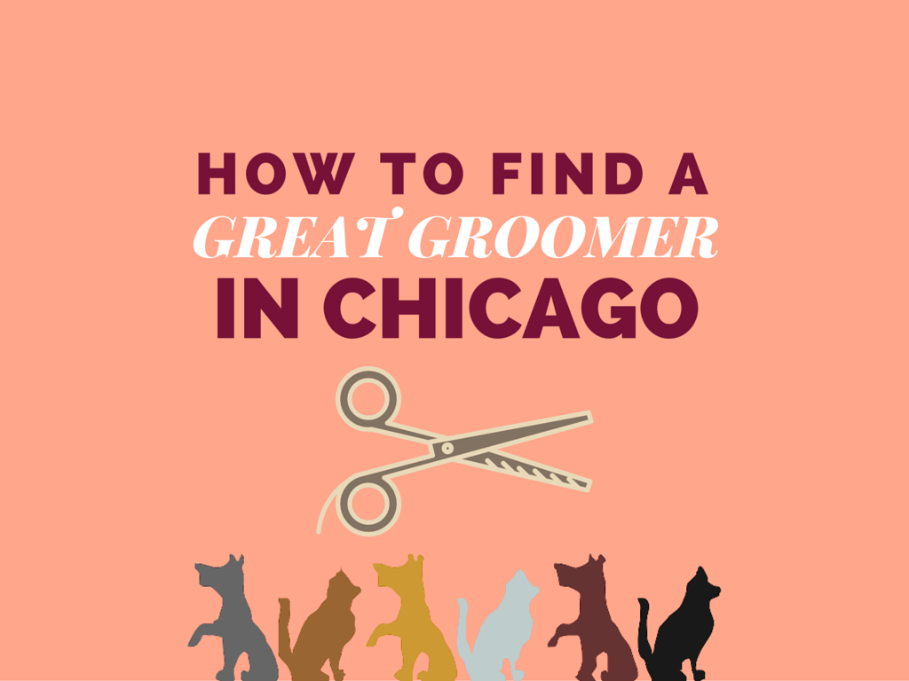 find a dog groomer