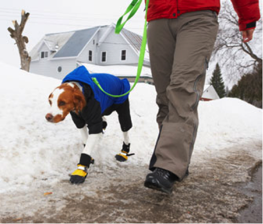Be careful walking your dog this winter with these safety tips