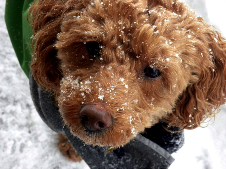 Protect your dog from the cold of Chicago winter