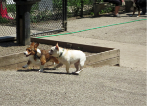 Searching for new places for your pets, go to Wiggly Field, Montrose Dog Beach or Chicago Party Animals in West Loop