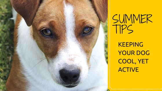 Keep dogs cool during hot summer activities
