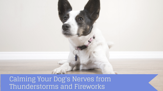 Find a good spot to rest from fieworks or help acclimate your dog to loud noises.