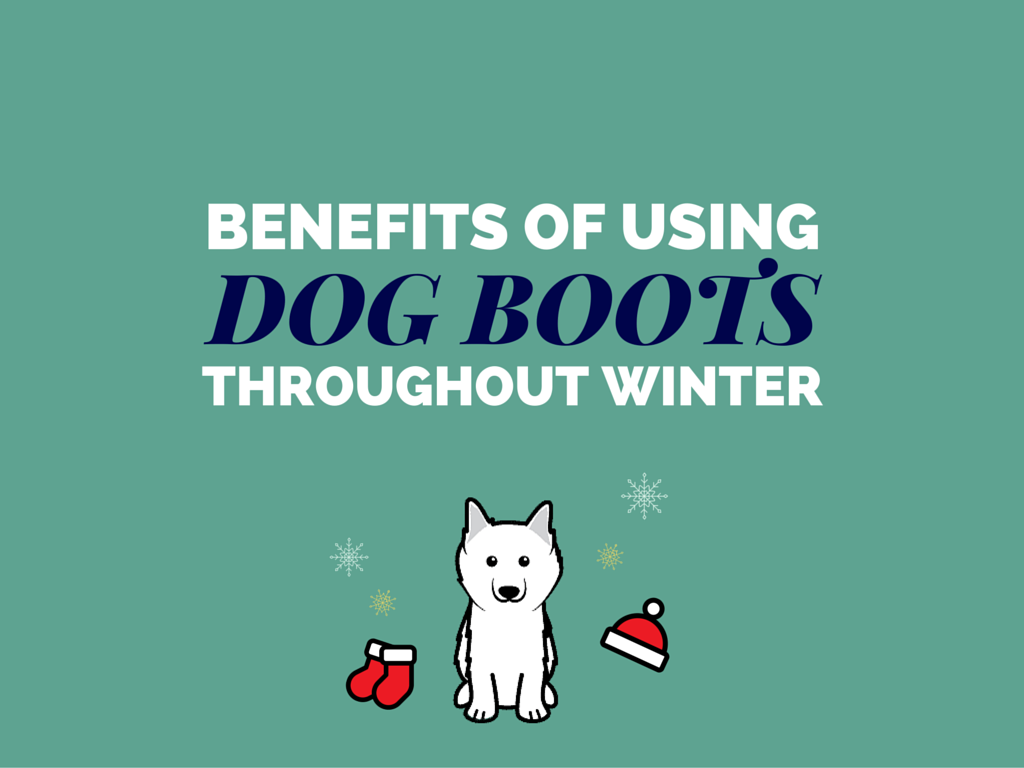 do dogs need winter boots