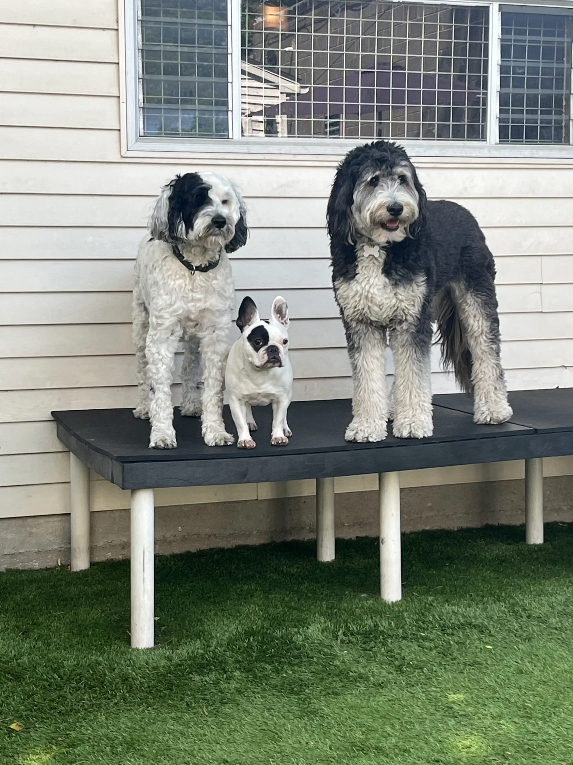 Three dogs outside at Cruisin’ Canines