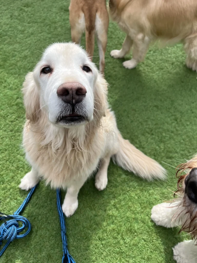 closeup of pale yellow golden retriever looking at the camera