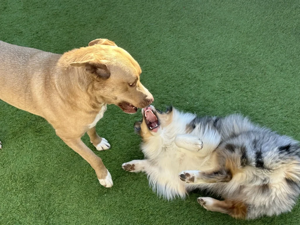 two dogs playing on the grass