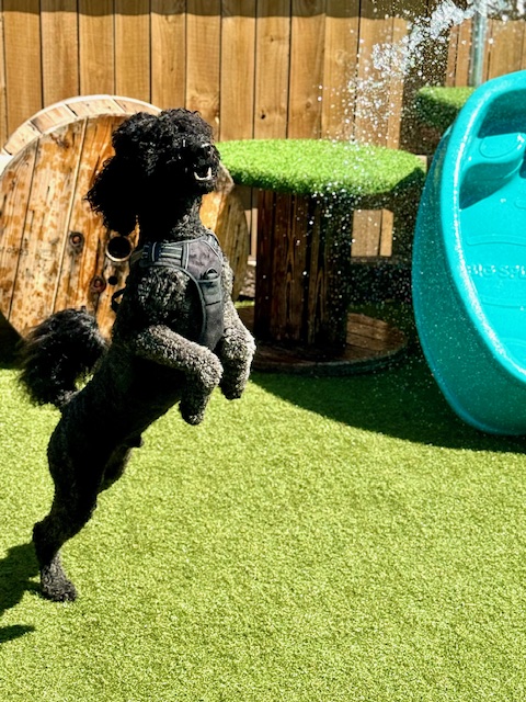 Dog jumping outside