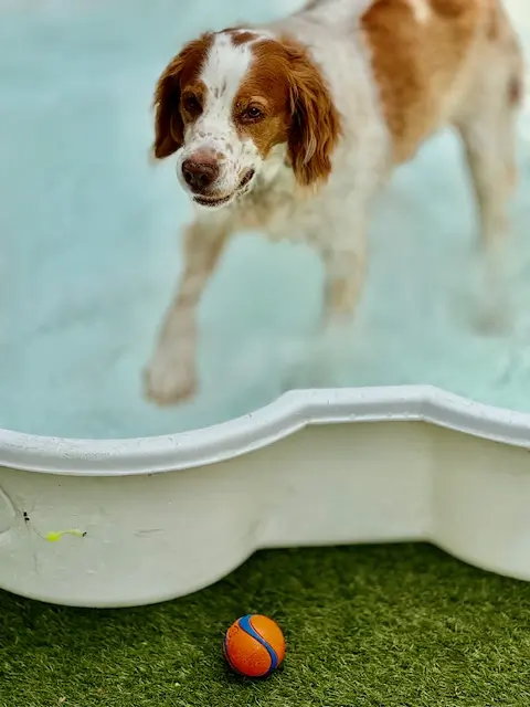 Playing in the pool